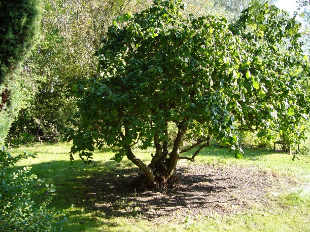 Ormhasseln uppstammad 2006