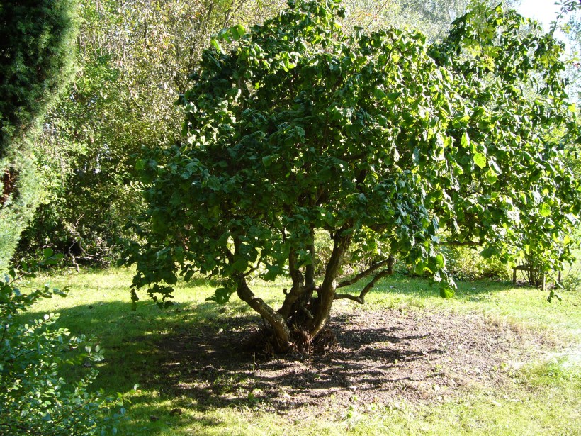 Ormhasseln uppstammad 2006