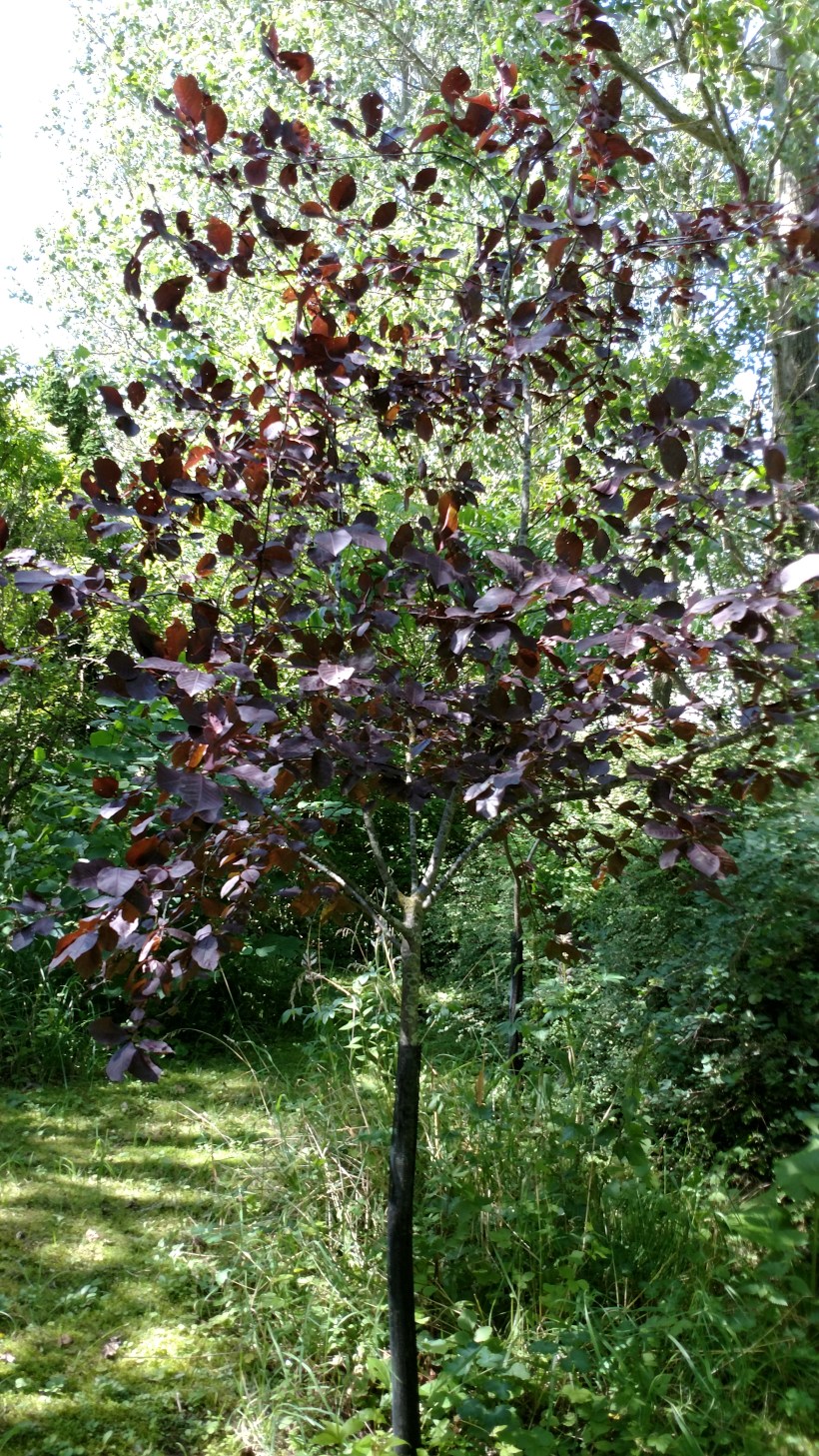 Prunus viriginiana 'Schubert', rödbladig hägg, augusti 2017