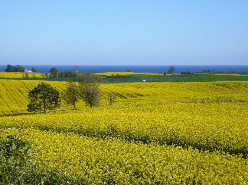 Utsikt mot rapsfält 3 juni 2010