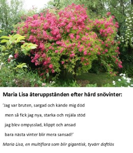 Maria Lisas drama