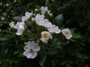 SAMSUNG DIGITAL CAMERA