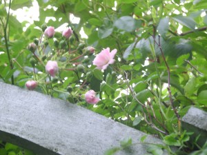 SAMSUNG DIGITAL CAMERA