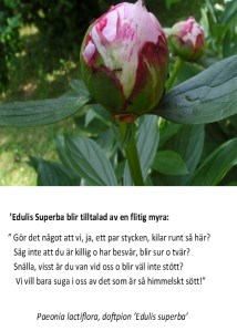 Edulis och myra