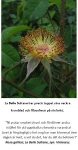 La Belle Sultane filosoferar