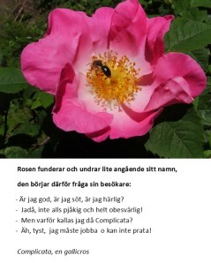 Complicata har besök