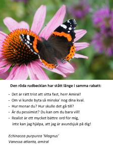 Echinacea purpurea 'Magnus' och en amiral