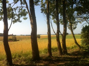 Popplar, utsikt och hav (Medium)