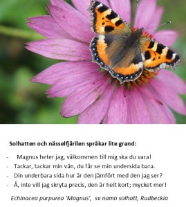 Solhatt och nässelfjäril