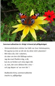 Sommarrudbeckia och påfågelöga