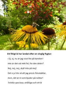 Telekia speciosa och ett bi