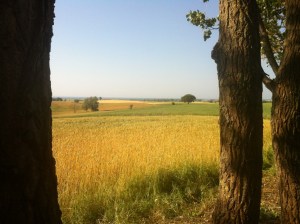 Utsikt från blivande dammomådet (Medium)