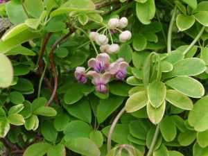 SAMSUNG DIGITAL CAMERA