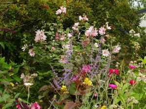 SAMSUNG DIGITAL CAMERA