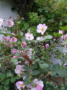 SAMSUNG DIGITAL CAMERA