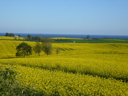 Utsikt mot rapsfält