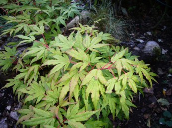 Acer palmatum Seiun Kaku