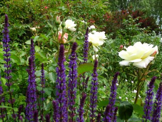 SAMSUNG DIGITAL CAMERA