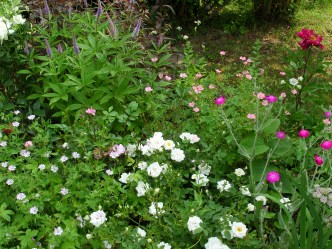 SAMSUNG DIGITAL CAMERA