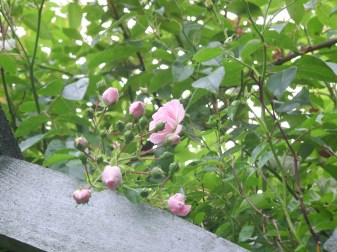 SAMSUNG DIGITAL CAMERA