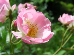 SAMSUNG DIGITAL CAMERA