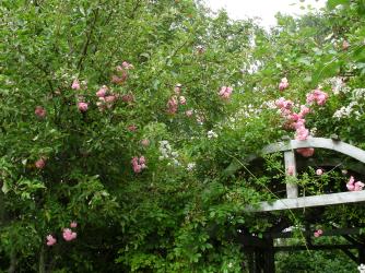 SAMSUNG DIGITAL CAMERA