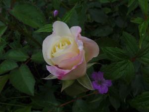 SAMSUNG DIGITAL CAMERA