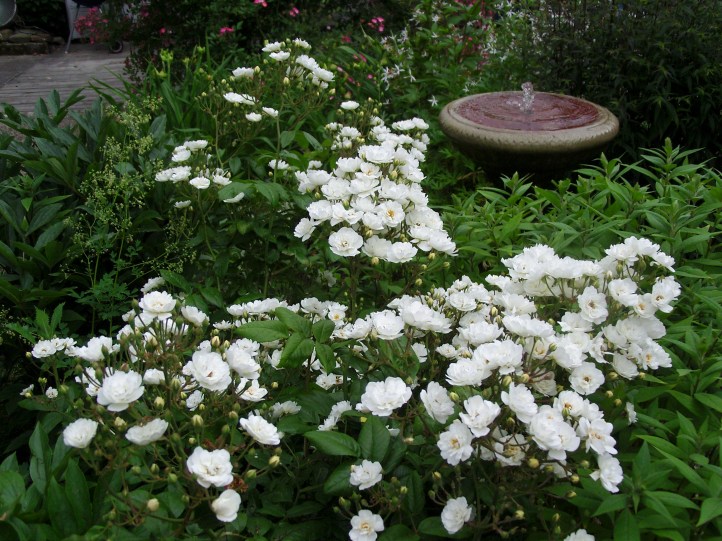 SAMSUNG DIGITAL CAMERA