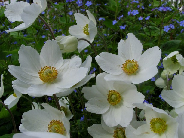 SAMSUNG DIGITAL CAMERA