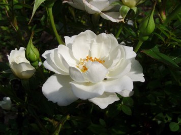 SAMSUNG DIGITAL CAMERA