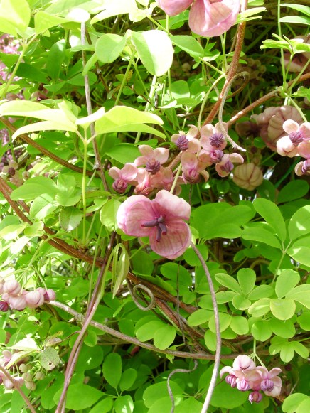 SAMSUNG DIGITAL CAMERA