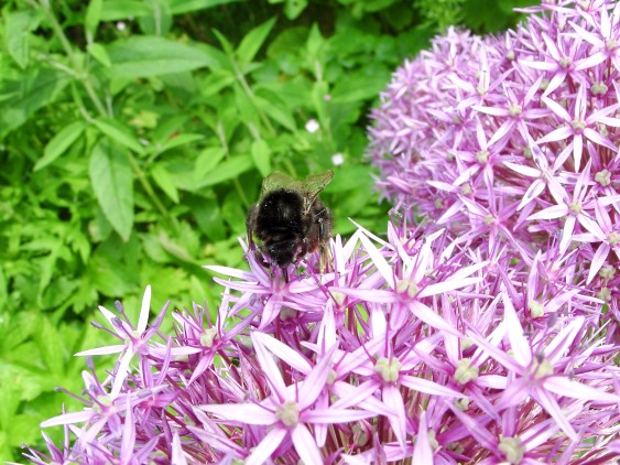 SAMSUNG DIGITAL CAMERA