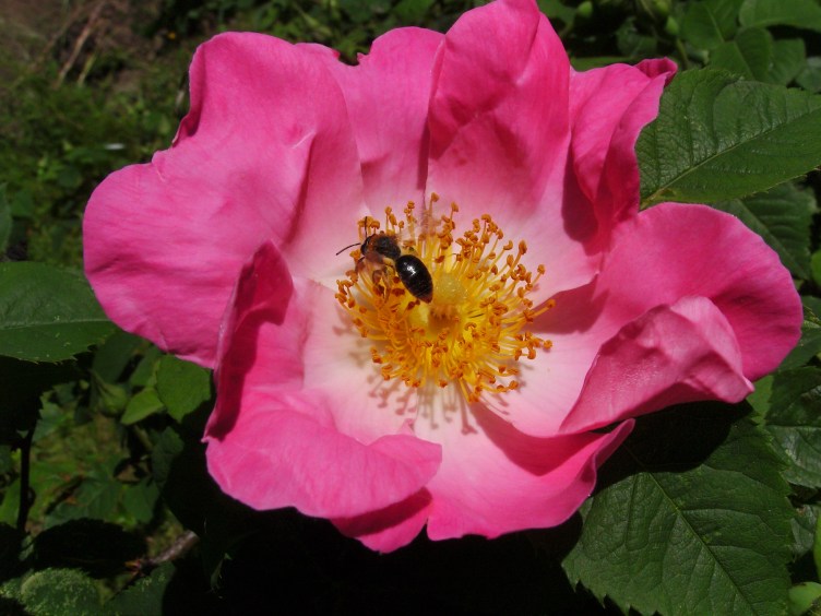 SAMSUNG DIGITAL CAMERA