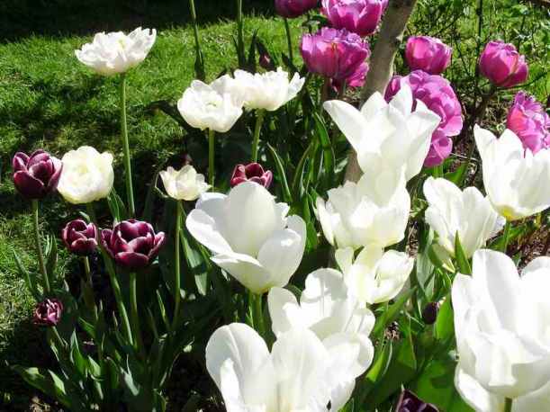 SAMSUNG DIGITAL CAMERA