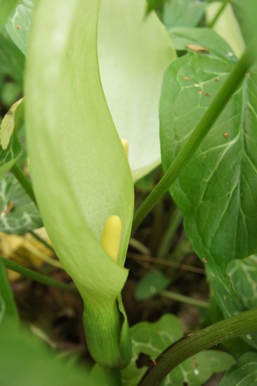 Arum italicum, italiensk munkhätta, är en gåva från en gammal trädgårdsvän.