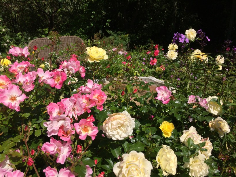 Karamellig rosrabatt