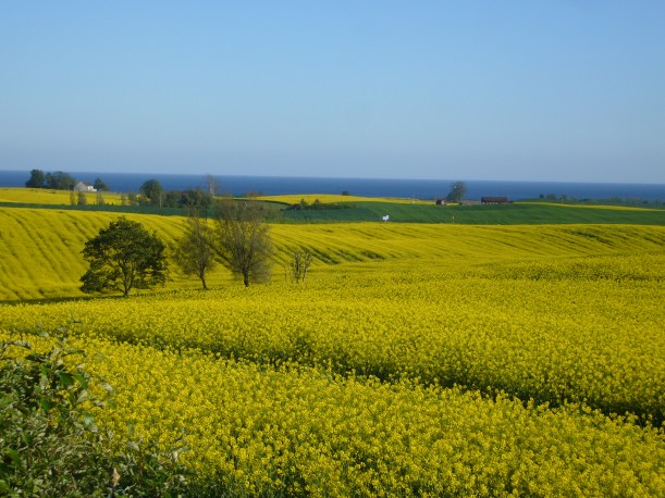 Utsikt mot rapsfält