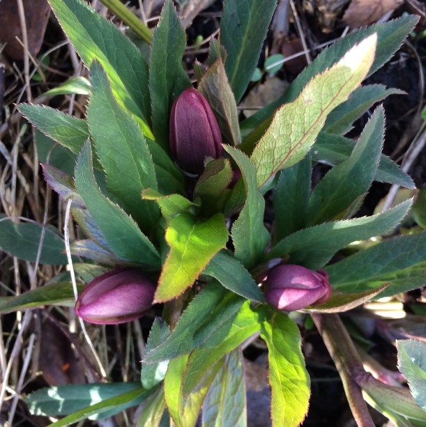 Julrosknoppar  16 feb 2016