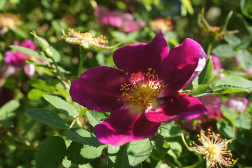 DSC07314.JPG