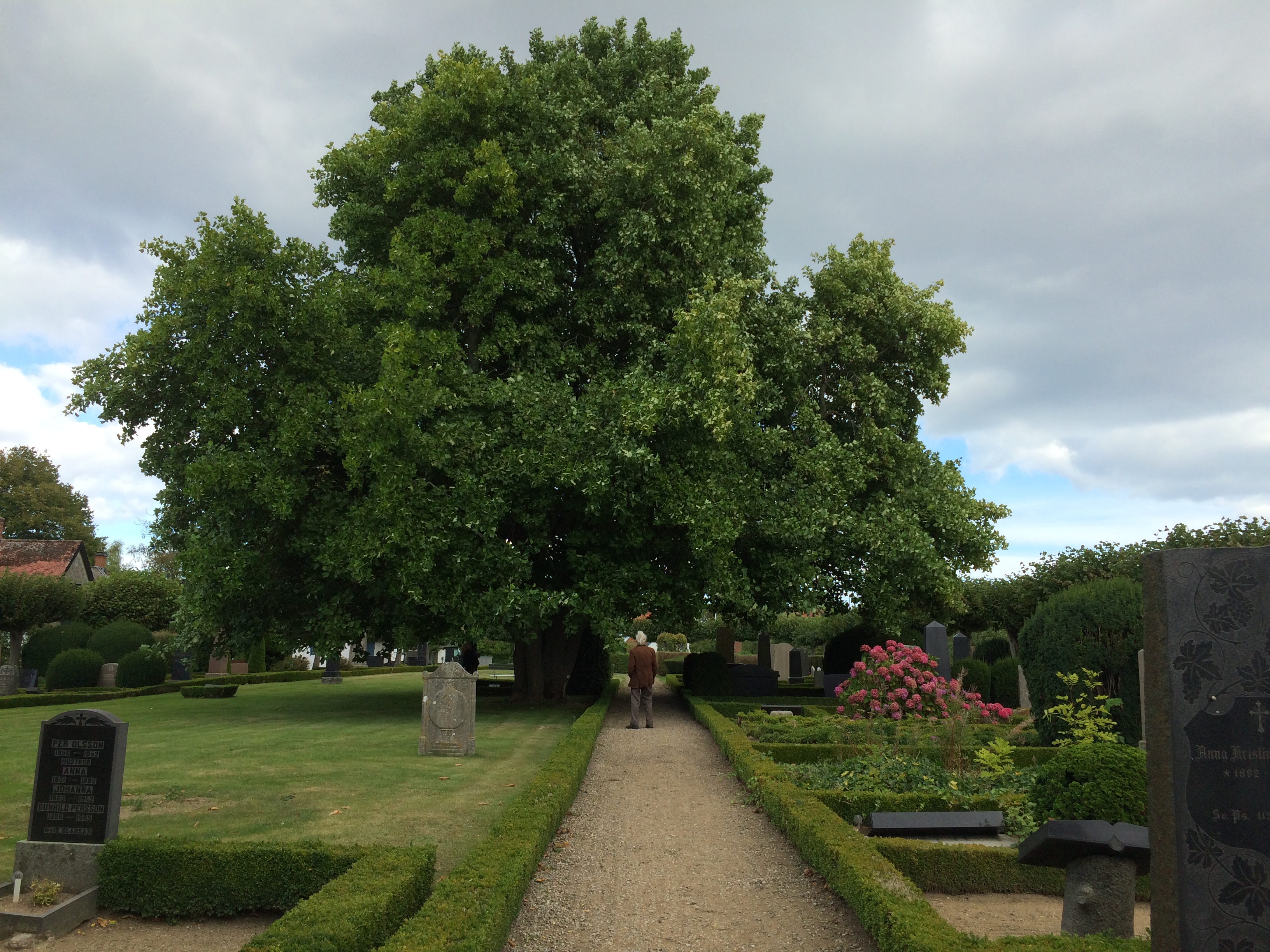 Gladsax kyrkogård Identefiering av träd (3)