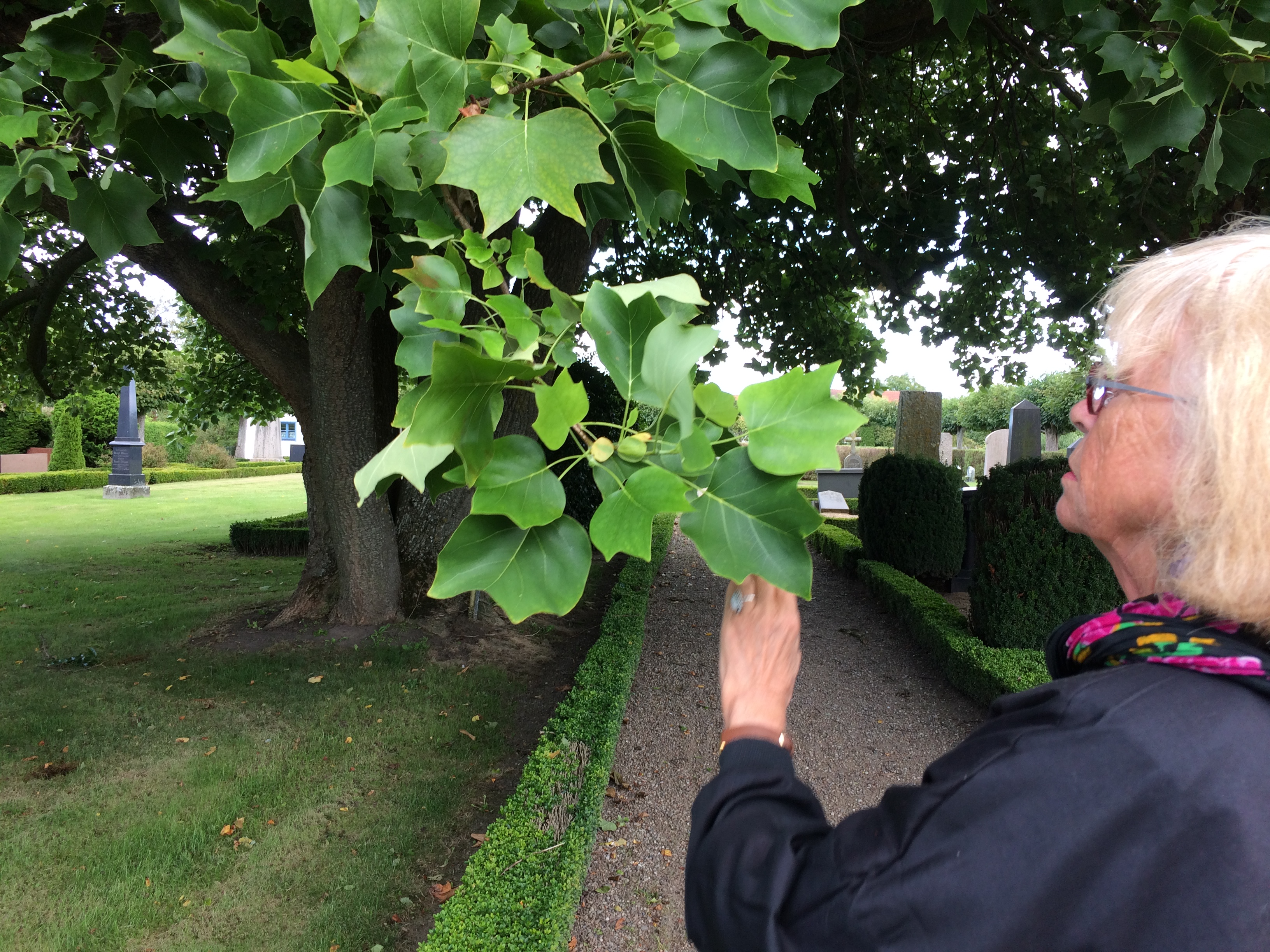 Gladsax kyrkogård Identefiering av träd (37)