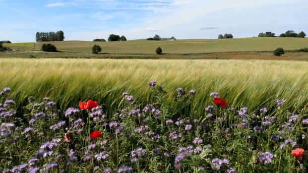 Där som sädesfälten böja sig för vinden