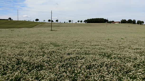 Vitklöver och luftledning