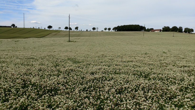 Vitklöver och luftledning