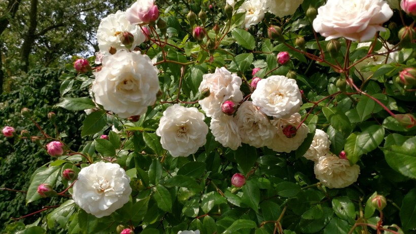 En medelhavsros i Skåne