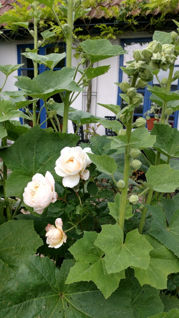 IMG_20170707_174538570_HDR