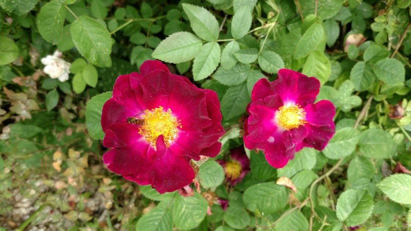 Rosor 20170705 La Belle Sultane närbild.jpg