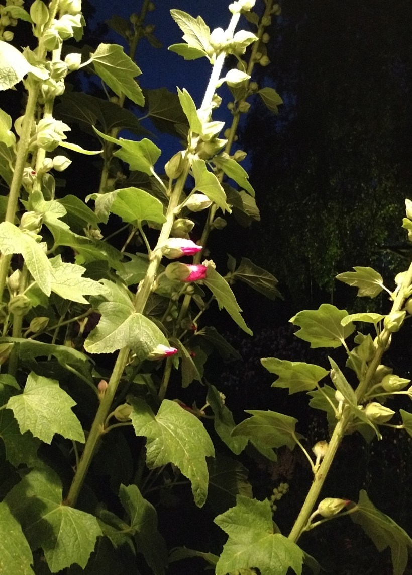 Stockrosnatt utanför köksdörren