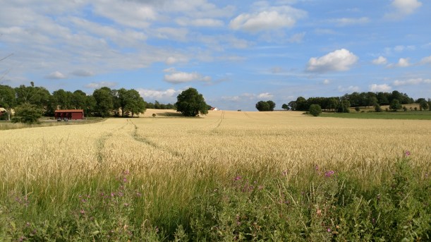 20170725 Sädesfälten mognar