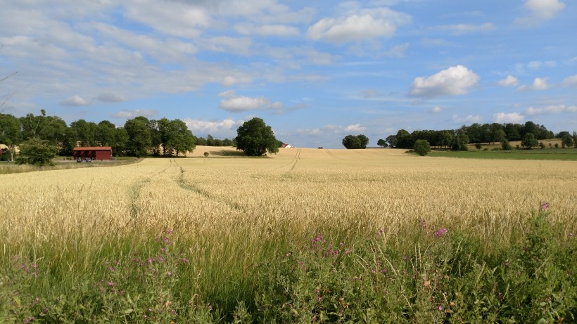 20170725 Sädesfälten mognar
